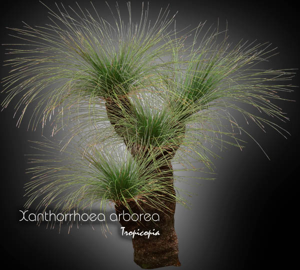 Autre - Xanthorrhoea arborea -  - Grass tree